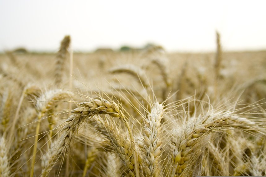 Пщеница, зерно, поле